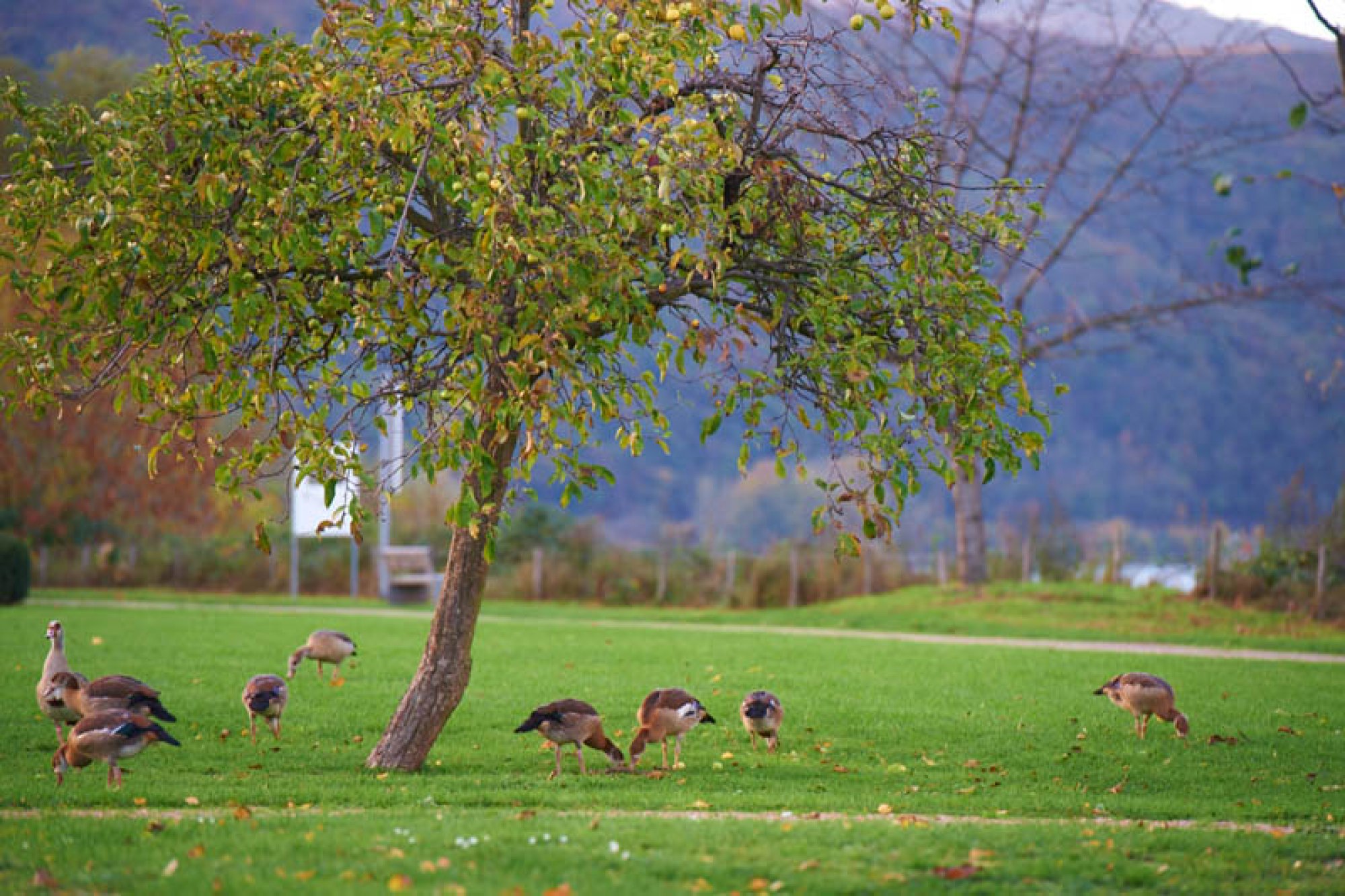 Rechtsanwaltskanzlei Gutmann & Kolleginnen, Bingen am Rhein